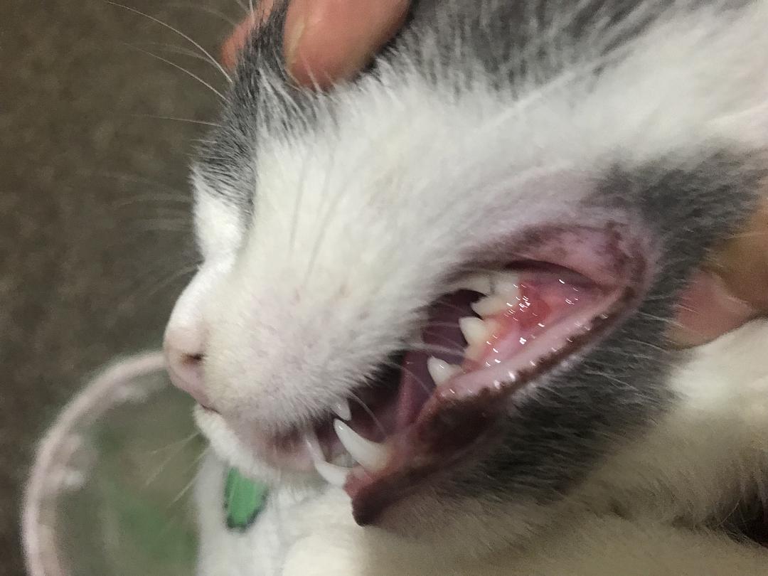 十种不建议买的猫咪,什么样的猫咪不能领养