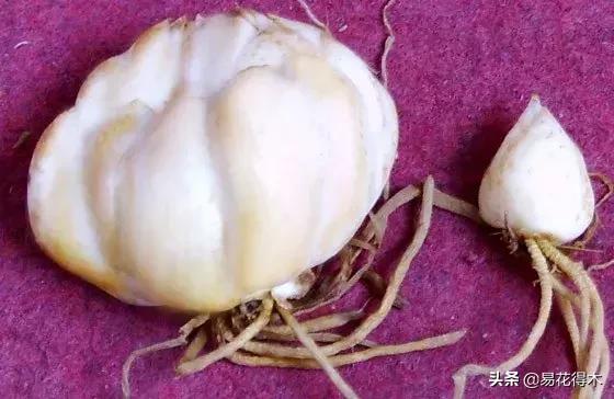 百合花开花后怎么留种球,百合花开花后晒太阳吗