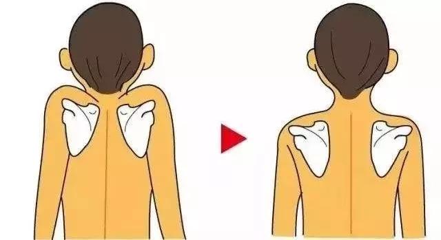 肩胛一颗结，乳腺一条梗