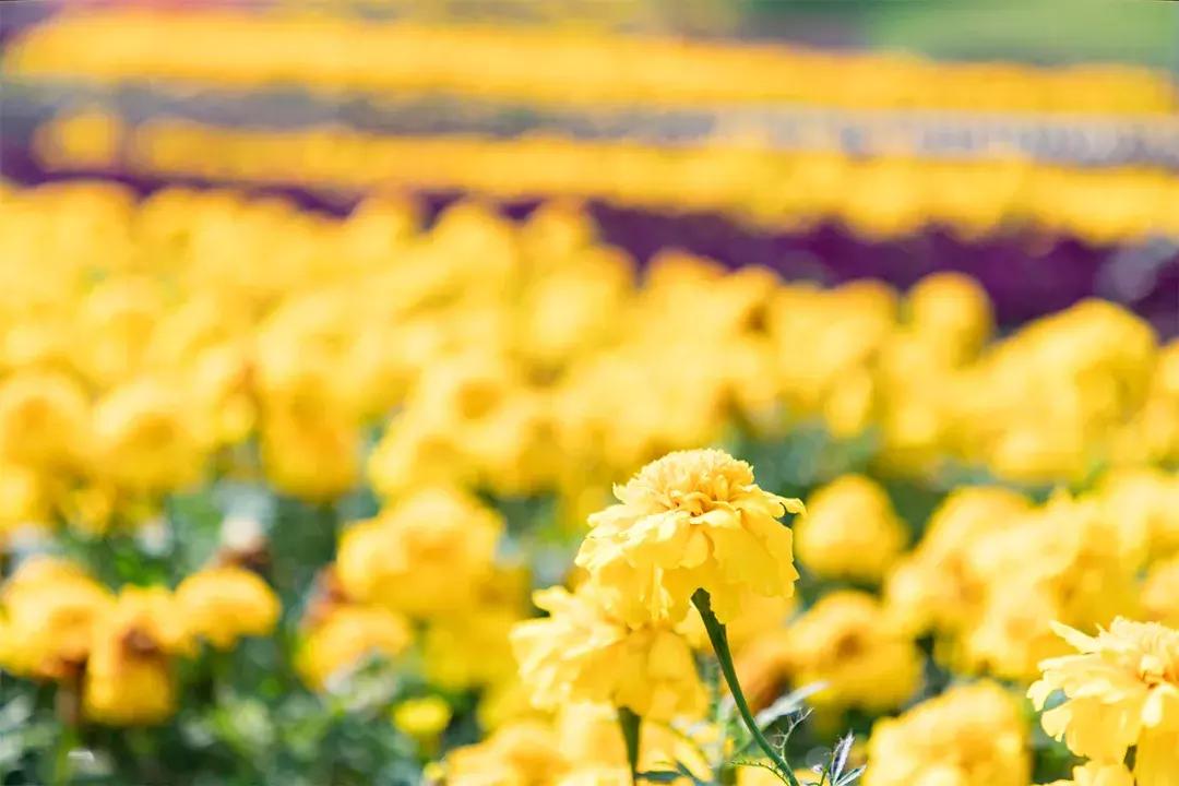 深圳十大一日游景点,深圳十大免费公园景点大全