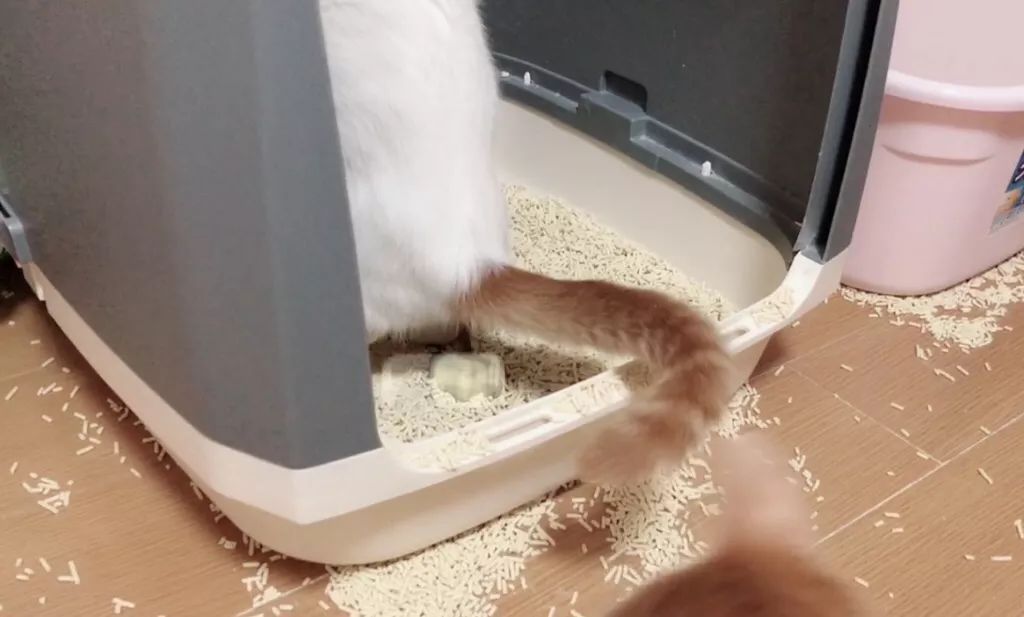 猫咪拉肚子是什么原因引起的呢,两个月的猫咪呕吐拉肚子什么原因