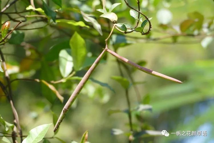 络石（Trachelospermumjasminoides）