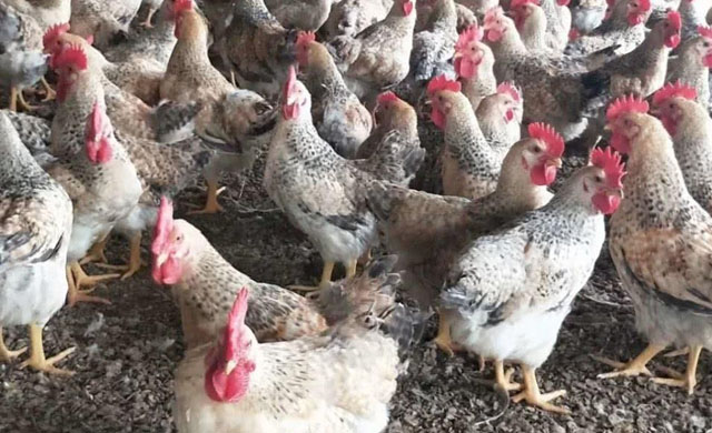 鸡伸颈张嘴呼吸怎么治？找准原因喂这些，养鸡人可以轻松防治
