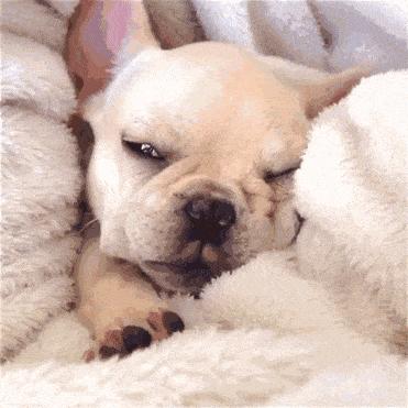 法斗有哪些优点,法斗这么丑为什么还有很多人养