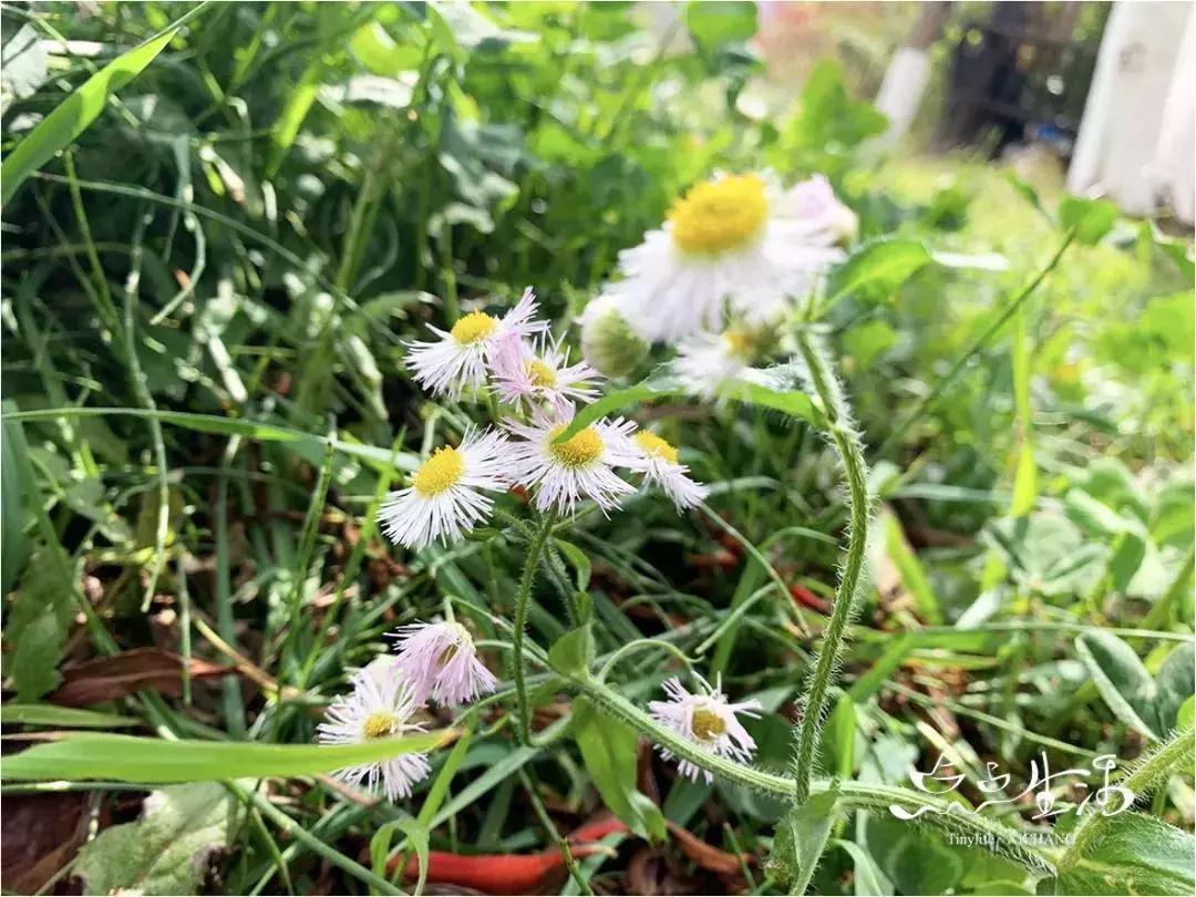 西昌春天一定不能错过的美景,不来黄山你永远不知道有多美