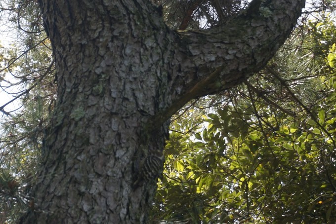 大阪蹦迪酒吧,京都大阪烧