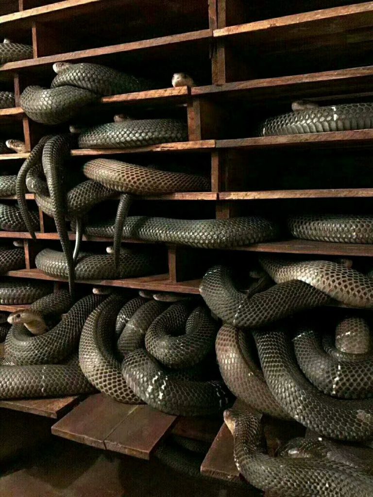 养蛇致富的真实案例,养蛇致富项目大全