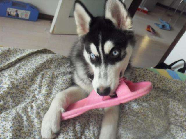 狗狗最喜欢的十大玩具推荐,狗狗最爱的玩具博美