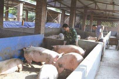 养猪要怎么养才长得快,养猪大全怎么养好母猪