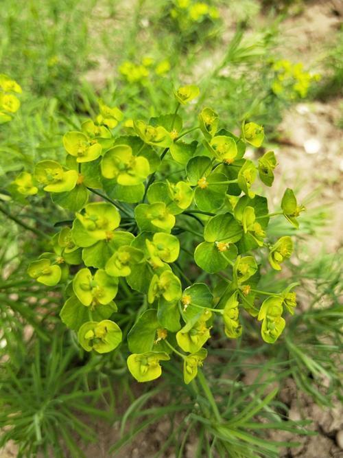 野草叫做五朵云,五朵云野草