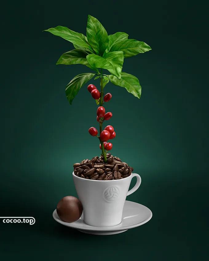 打动人心的脐橙广告语,质量打动人心的广告语