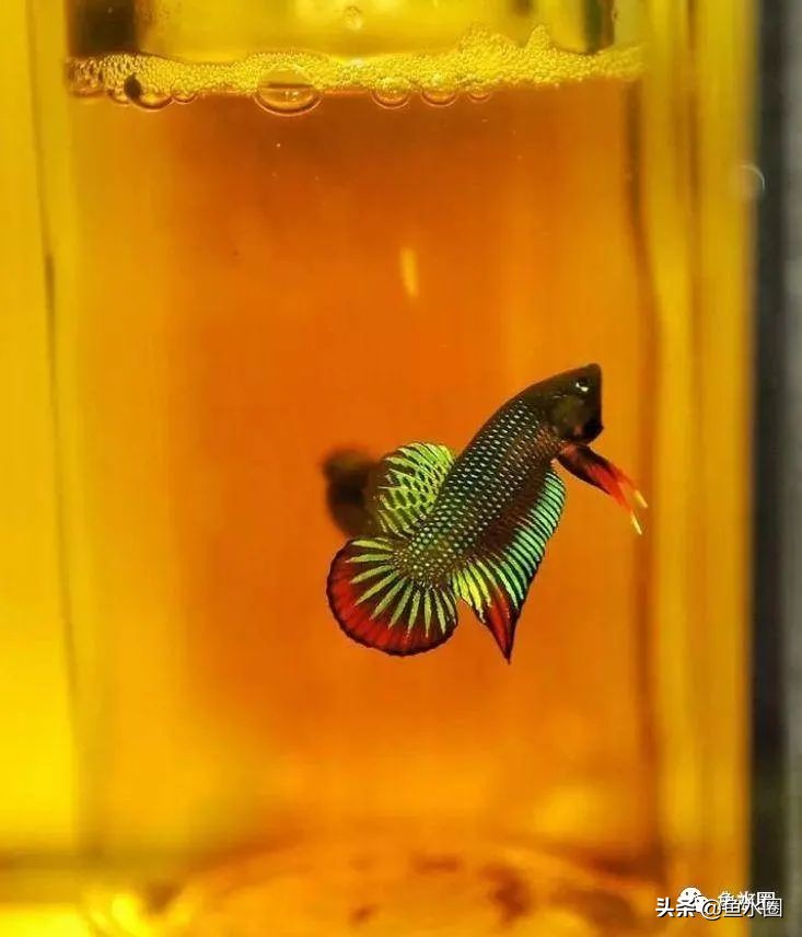 泰国斗鱼和中国斗鱼的杂交品种,中国斗鱼与泰国斗鱼哪个更厉害