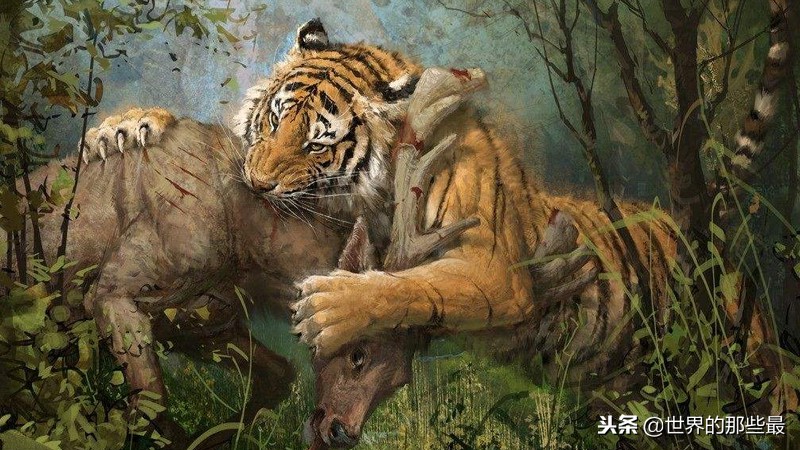 史上最凶猛的老虎捕食猎物,老虎捕食哪里的老虎最厉害