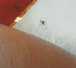 体毛多的优势是什么,体毛重的人可以刮吗