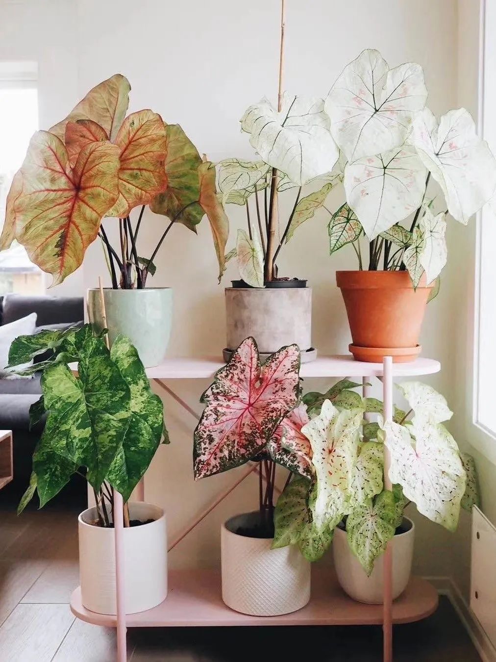 适合养在家里不用晒太阳的花,室内养什么花好养不怕太阳晒