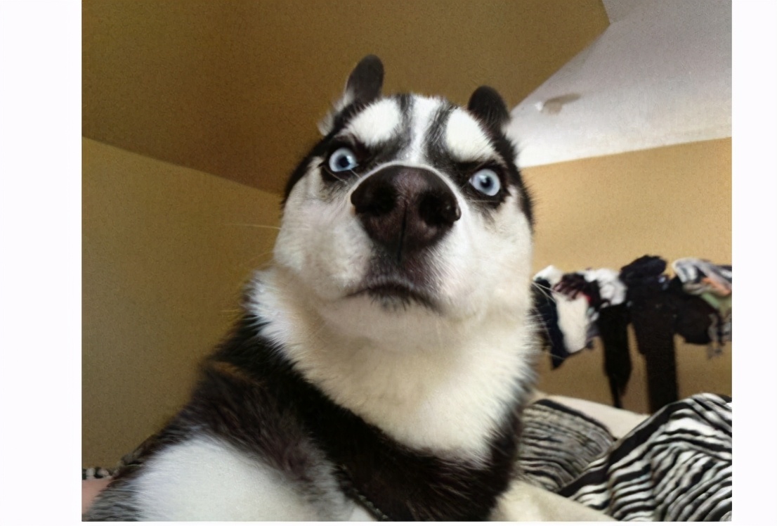 公认最好养的5种狗,目前最受欢迎的狗是什么狗