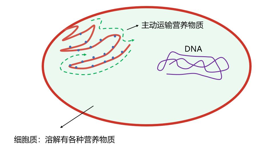 舌尖上的进化史：21亿年前的吃货细菌，最终演化成人类