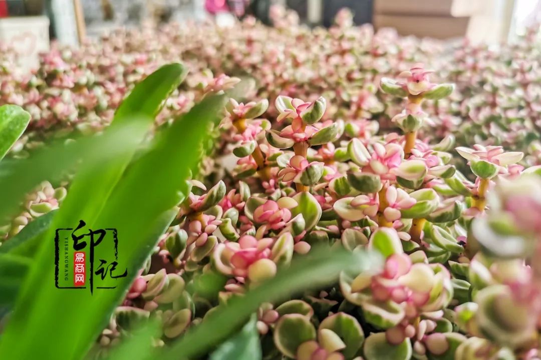 商丘花鸟批发基地,商丘花鸟市场地址