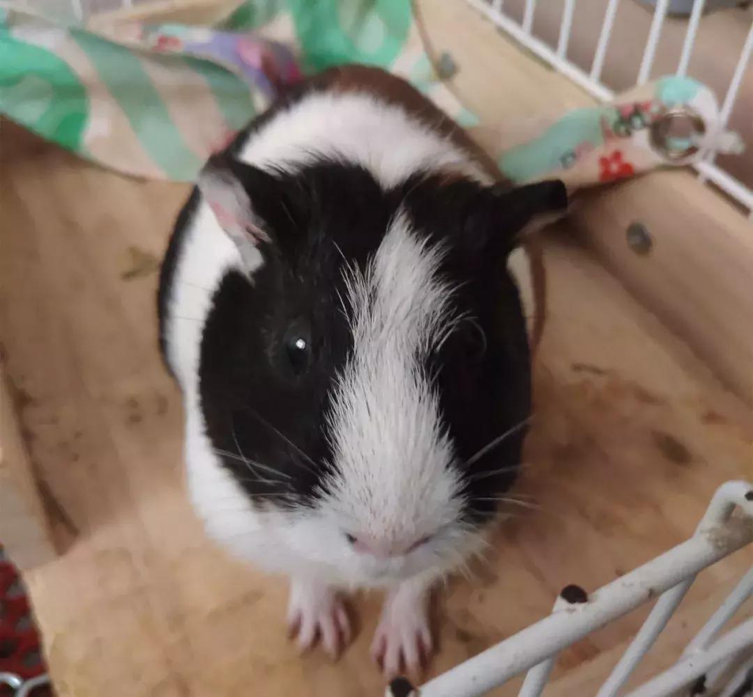 我家荷兰猪为啥总喜欢跳出笼子,荷兰猪奇葩名字