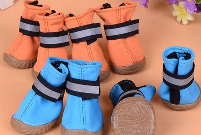 养巴哥犬必须知道的五大注意事项,养巴哥的三大禁忌