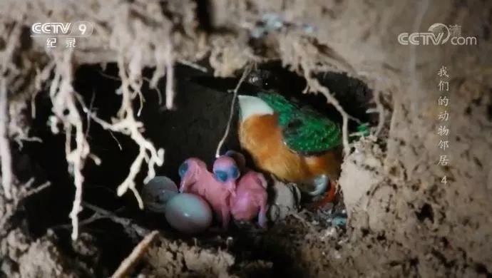 央视拍这种片怎么就没「流量」