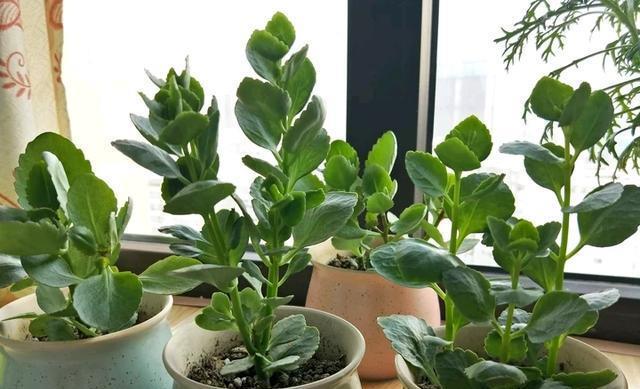 长寿花长得又粗又壮就是不开花,长寿花不开花浇啤酒行吗