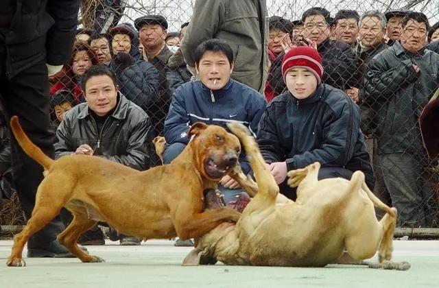 科学养殖创业好项目,室内特种养殖创业新项目