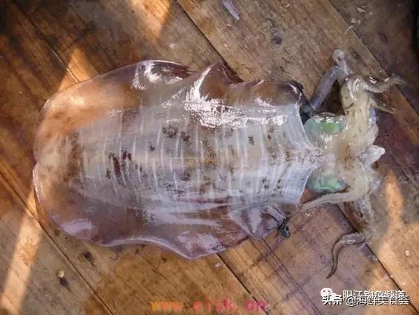 十种最受欢迎的海鱼,钓鱼人最爱的海鱼