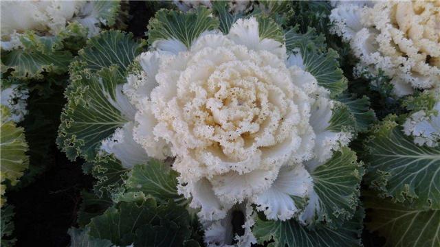 只生长在*疆新**和*藏西**的植物，拍卖价高达几十万，国家已经禁止采挖