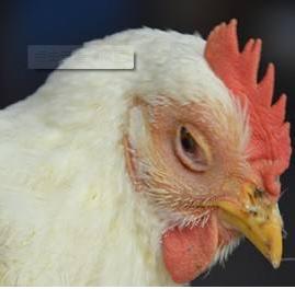 鸡子怎么过冬,鸡子如何合理饲养