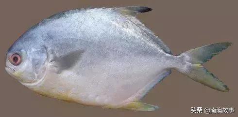 南澳渔民出海最常见的50种海鱼，都吃过，你就能退休了！