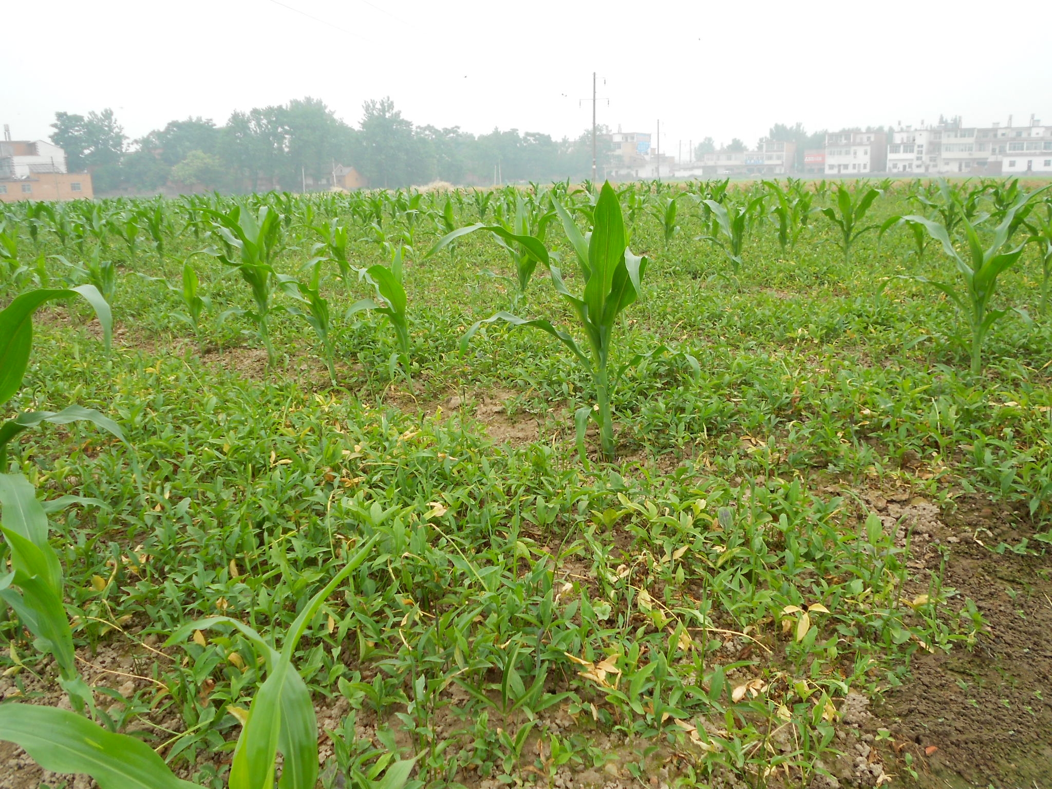 半夏病害该如何防治,半夏三熟种植技术