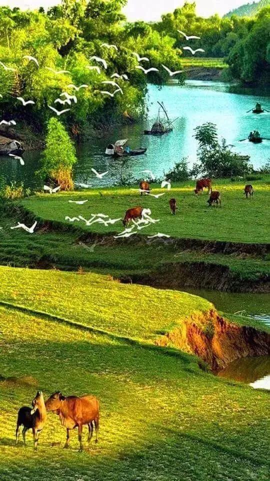 澳大利亚蚊子苍蝇,澳大利亚苍蝇泛滥成灾