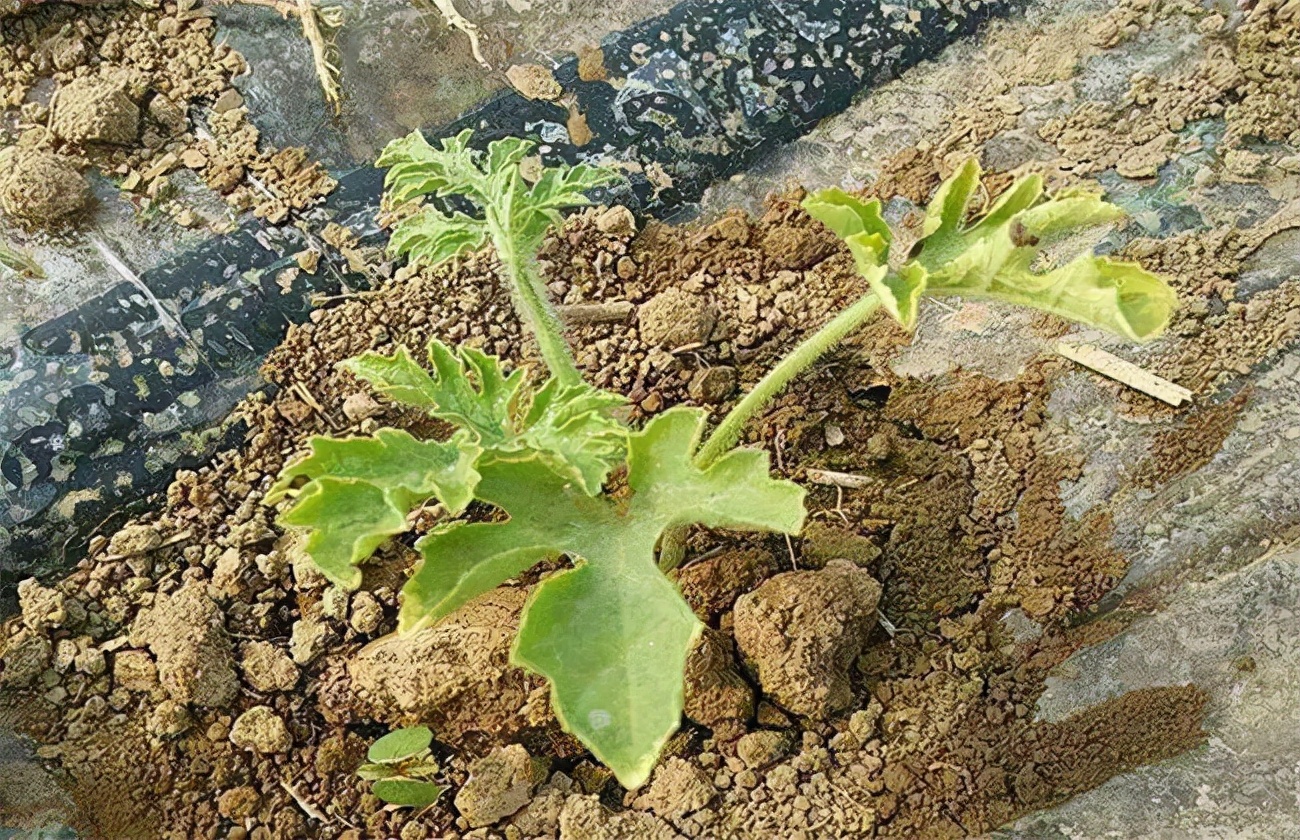 西瓜僵苗弱苗如何快速恢复,西瓜僵果原因