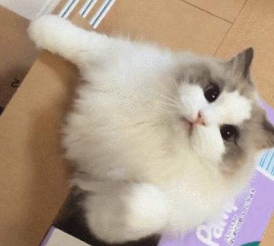 为什么说养猫的都是大户人家,养猫会暴露你的经济实力