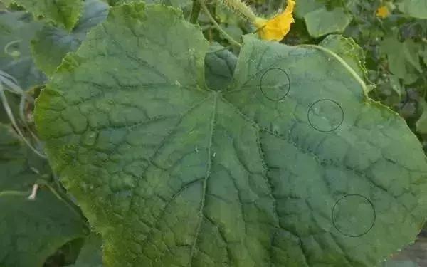 白芨病害及防治,白粉病用药防治