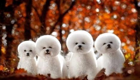 泰迪比熊串串瘦怎么养胖,比熊怎么能养胖