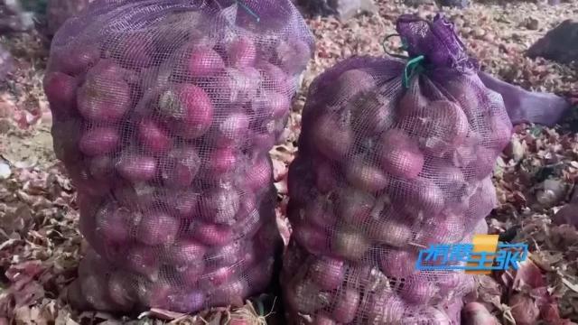 洋葱价格及出口情况,全国各地洋葱产地批发价格