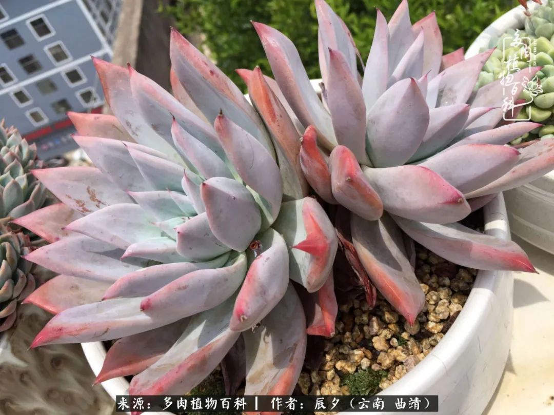 缂辩换鏃栨棊钁宠暏鐢熼,缂辩换鏃栨棊钁宠暏鐢熼鍑哄