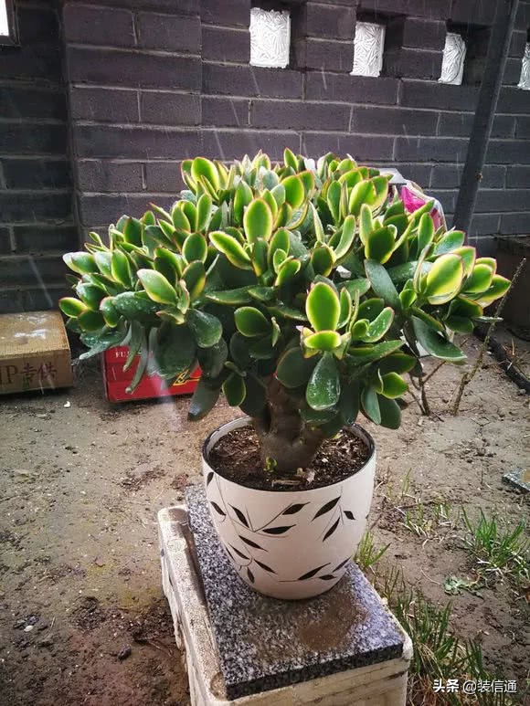 养花热门小常识大全,养花的几个小常识视频