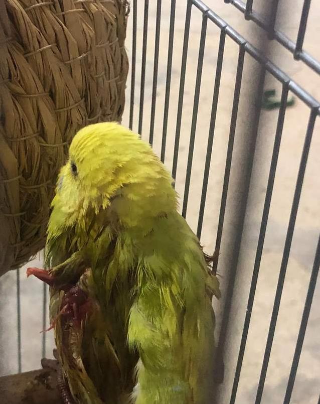 家里养的鹦鹉突然消失,家里养的鹦鹉总掉毛是怎么回事啊