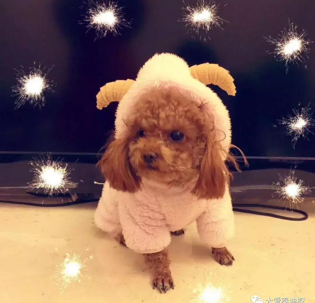 泰迪犬有这几种行为,泰迪犬对主人有感情吗