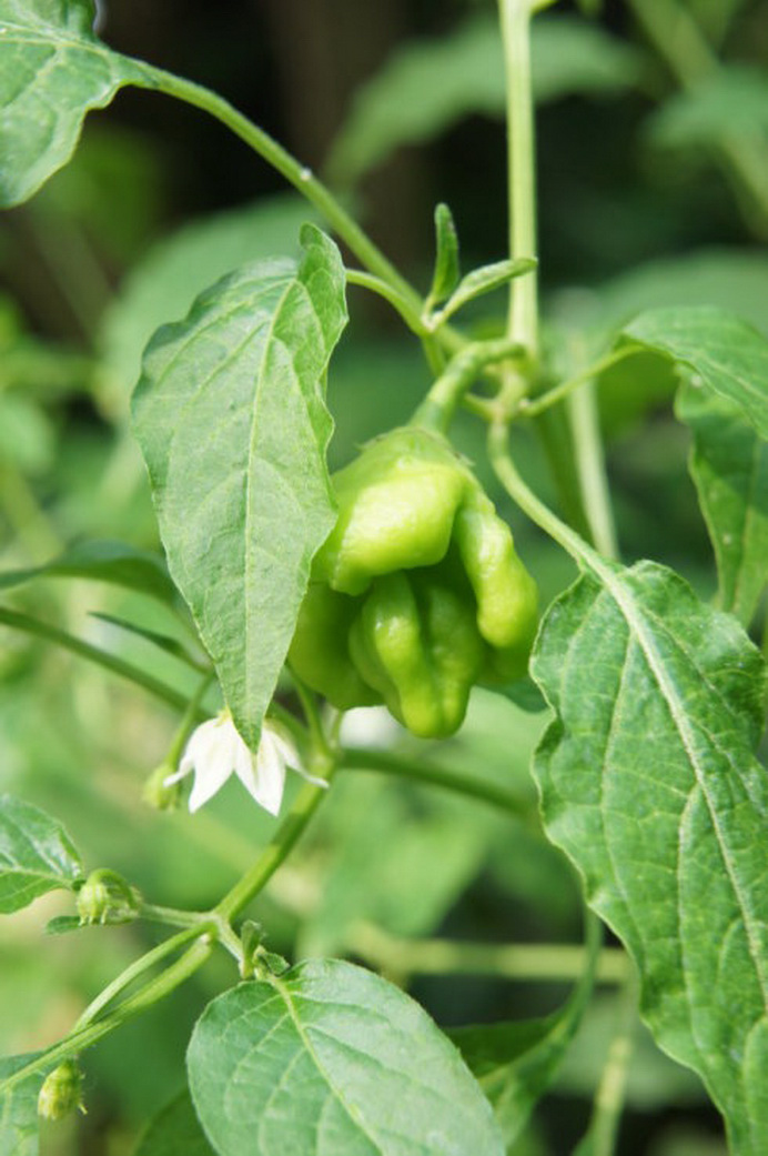 百种果子简介,百种果实图片