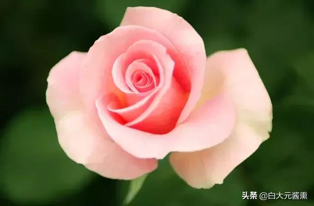 99玫瑰花的花语是什么,3朵玫瑰花的寓意和花语