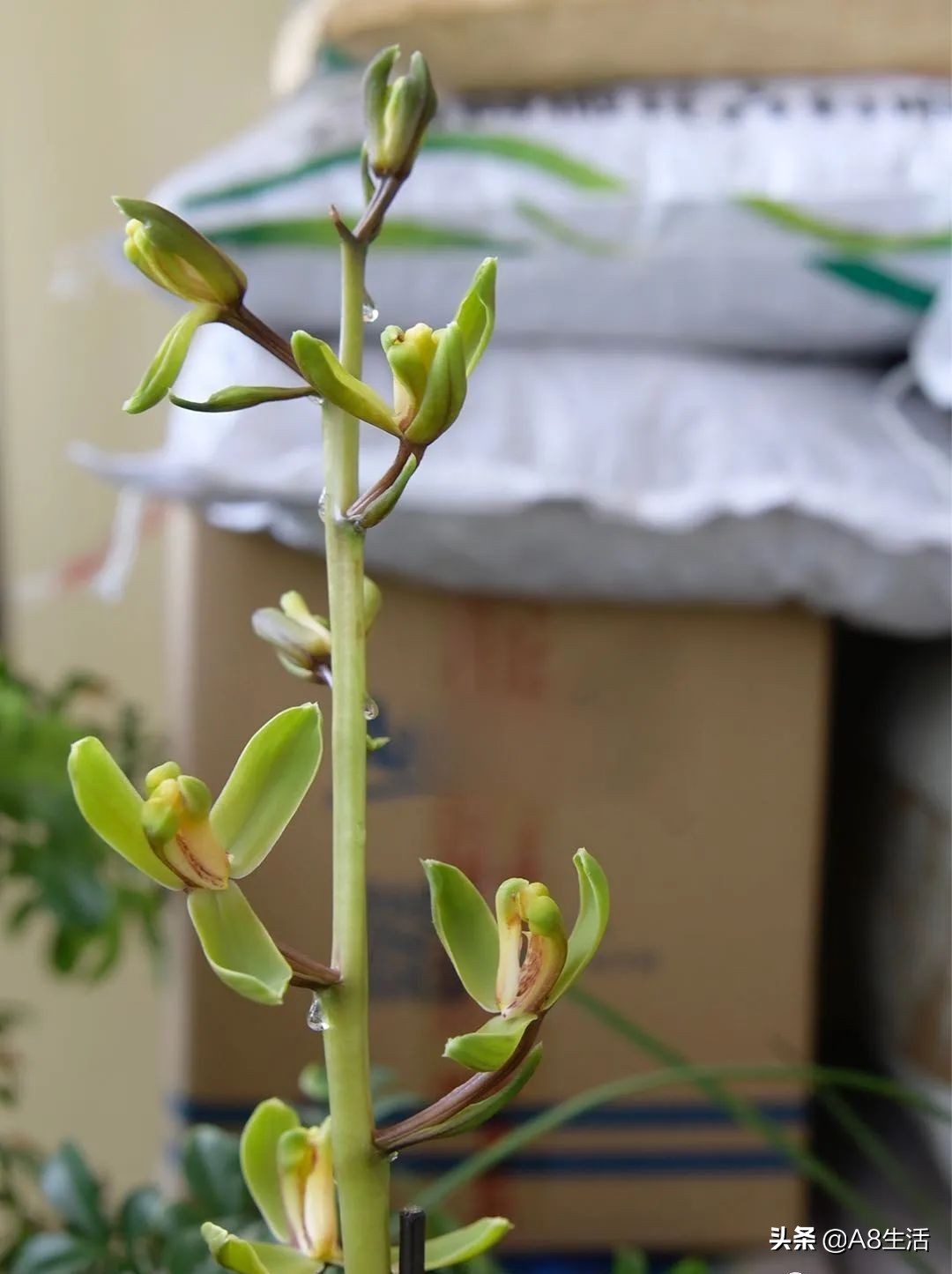 2019蕙兰端梅价格,每日一品花卉