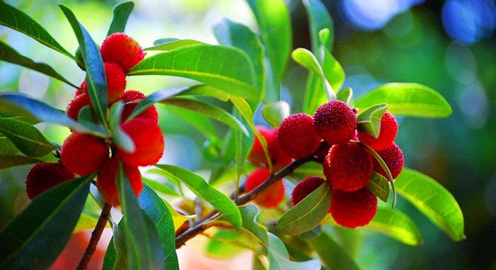 杨梅的种植技术,最好的杨梅种植方法