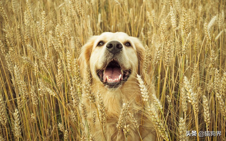 哪种狗狗体型非常小又比较好养,狗狗种类什么狗最好养又听话