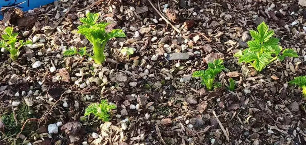 盆栽稻壳,稻壳盆栽的优点和弊端