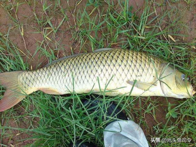 野钓不要总想着用“小药”爆护，小药真的有用吗？不要在交智商税