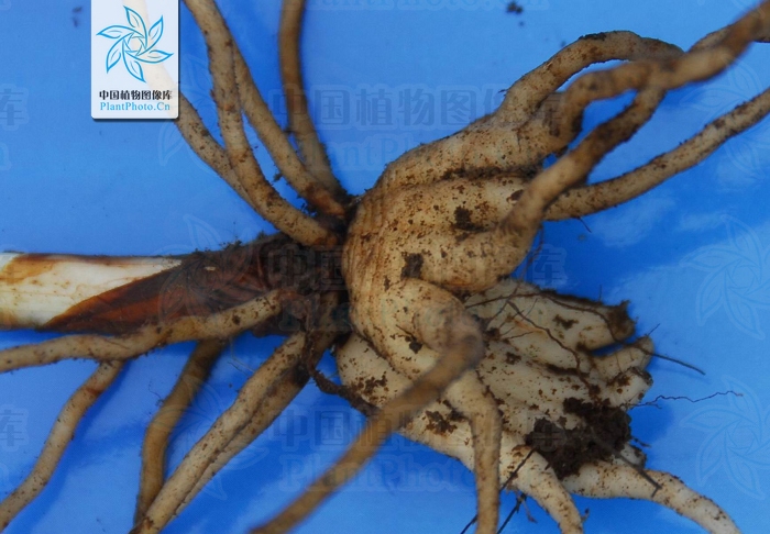 手参，见过吗？能肾益精，理气止痛